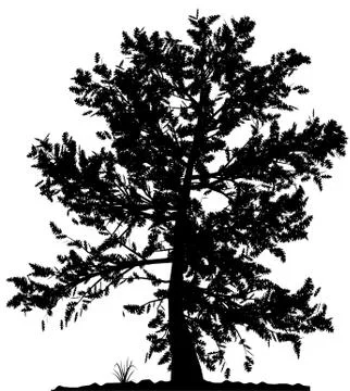 Tree silhouette. Stock Illustration