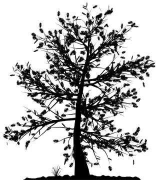 Tree silhouette. Stock Illustration