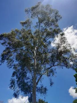 A tree silhouette on isolated blue sky Stock Photos