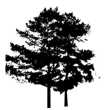 Tree Silhouette Isolated on White Backgorund. Vecrtor Illustrati Stock Illustration