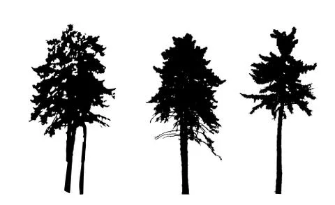 Tree Silhouette Isolated on White Backgorund. Vecrtor Illustrati Stock Illustration