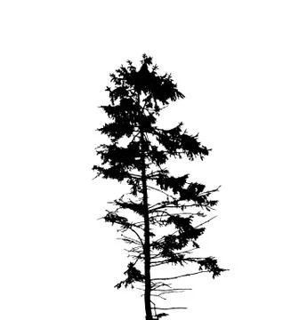 Tree Silhouette Isolated on White Backgorund. Vecrtor Illustration Stock Illustration