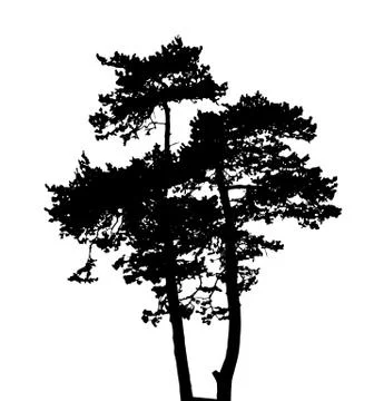 Tree Silhouette Isolated on White Backgorund. Vecrtor Illustration Stock Illustration