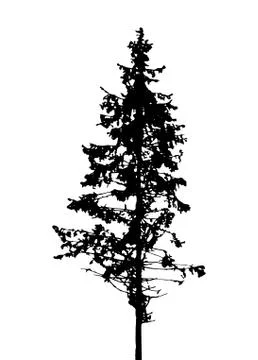 Tree Silhouette Isolated on White Backgorund. Vecrtor Illustrati Stock Illustration