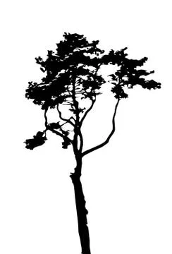 Tree Silhouette Isolated on White Backgorund. Vecrtor Ill Stock Illustration