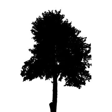 Tree Silhouette Isolated on White Background. Vector Illustratio Stock Illustration