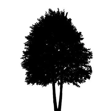 Tree Silhouette Isolated on White Background. Vector Illustratio Stock Illustration