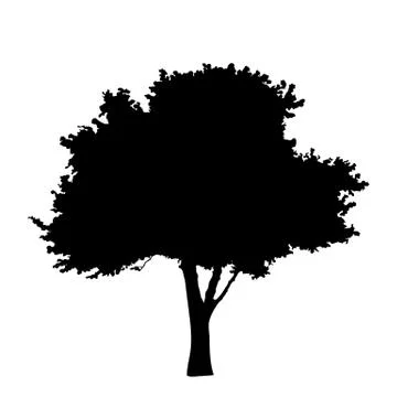 Tree silhouette isolated on white background vector Stock Illustration