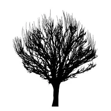 Tree silhouette isolated on white background vector Stock Illustration