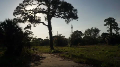 Tree Silhouette Moving Fast Glidecam Video stock 62778742