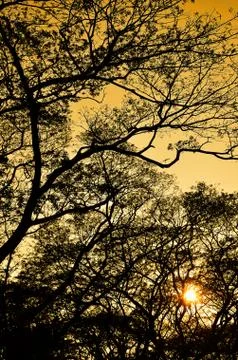 Tree silhouette nature pattern with sunset sky Stock Photos