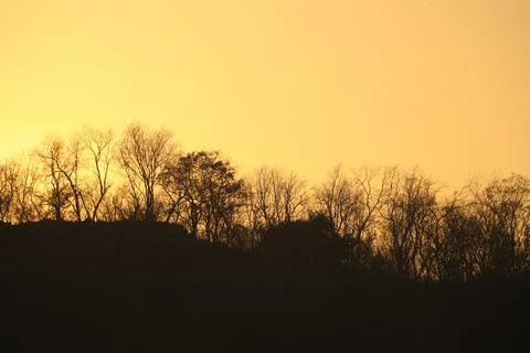 Tree silhouette in Nature Stock Photos