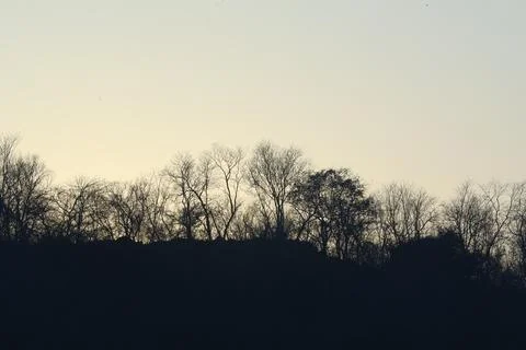 Tree silhouette in Nature Stock Photos
