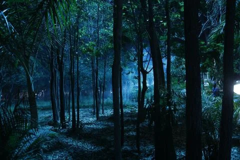 Tree silhouette in Nature Stock Photos
