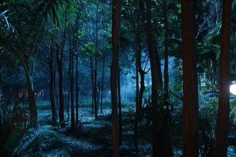 Tree silhouette in Nature Stock Photos