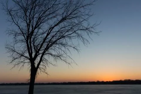 Tree Silhouette at Night Stock Photos