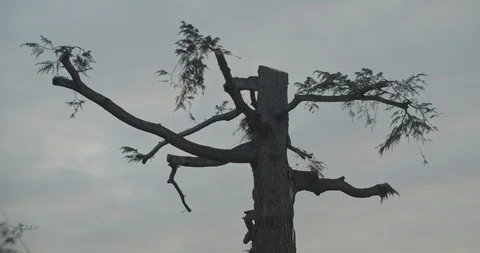 Tree silhouette over a cloudy sky Stock Footage 127796861