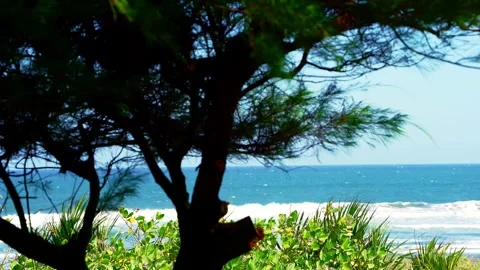 Tree Silhouette Over Coastal Ocean Stock Footage 337526790