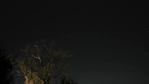 Tree silhouette over night starry sky with stars motion,universe field timelapse Stock Footage 170079088