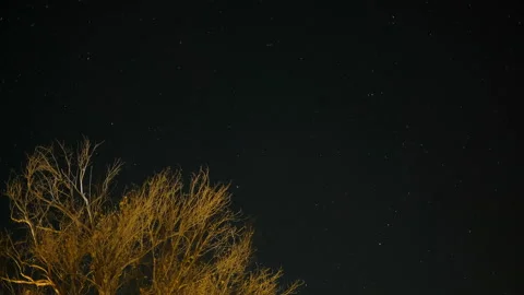 Tree silhouette over starry night sky with stars motion,outer universe field Stock Footage 145098680