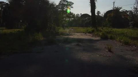 Tree Silhouette Pan Up and Beautiful Lens Flare Video stock 62768024