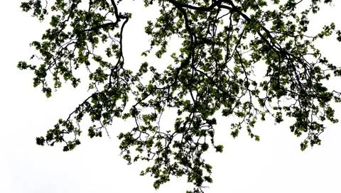 Tree silhouette in the park Stock Photos