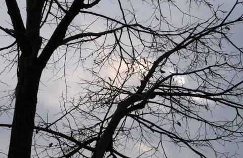 Tree silhouette Stock Photos