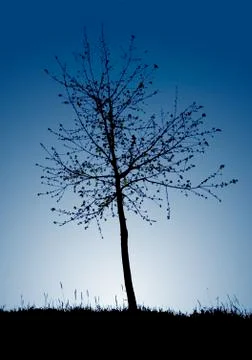 Tree silhouette Stock Photos