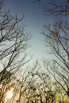 Tree silhouette Stock Photos