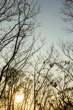 Tree silhouette Stock Photos