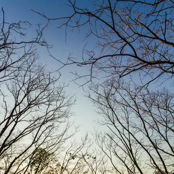Tree silhouette Stock Photos