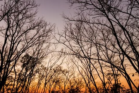 Tree silhouette Stock Photos