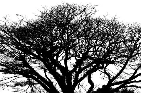 Tree silhouette Stock Photos