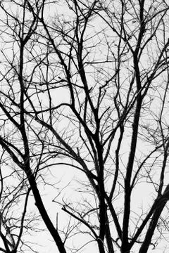 Tree silhouette Stock Photos