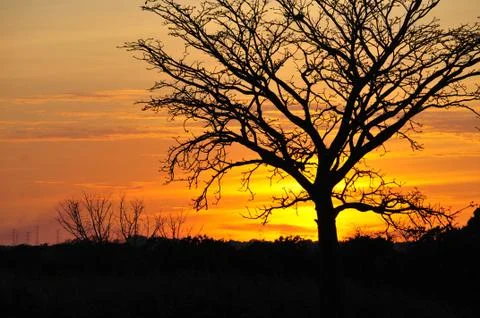 Tree silhouette Stock Photos