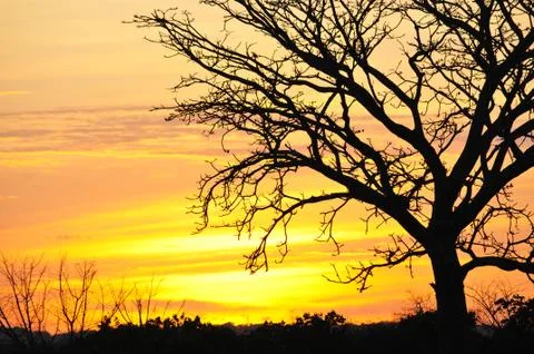 Tree silhouette Stock Photos