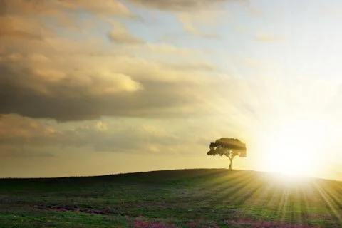 Tree silhouette Stock Photos