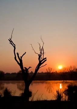 Tree silhouette Stock Photos