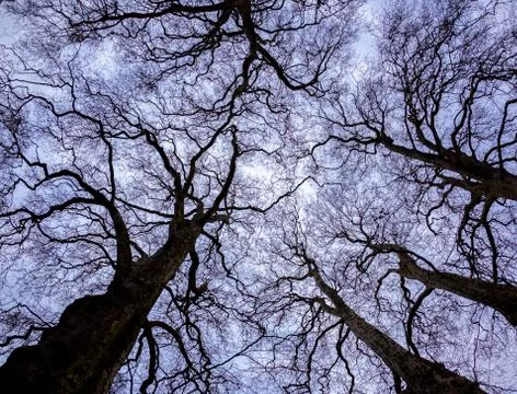 Tree silhouette Stock Photos
