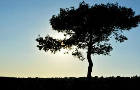 Tree silhouette Stock Photos