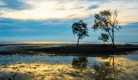 Tree silhouette Foto stock