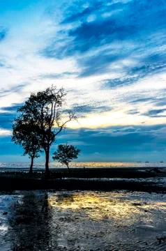 Tree silhouette Foto stock