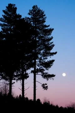 Tree silhouette Stock Photos