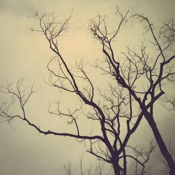 Tree silhouette Stock Photos