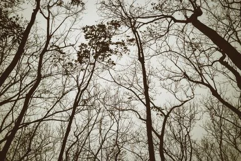 Tree silhouette Stock Photos