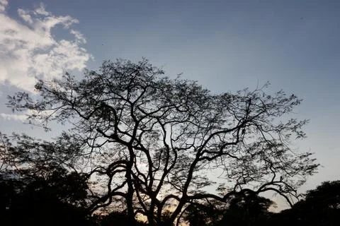 Tree silhouette Stock Photos