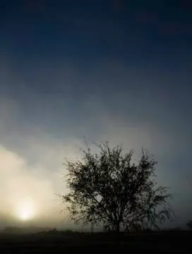 Tree Silhouette Stock Photos