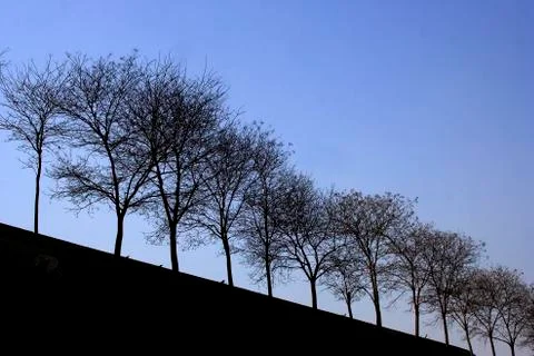 Tree Silhouette Stock Photos