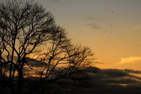 Tree Silhouette Stock Photos