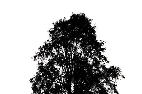 Tree silhouette. 스톡 사진